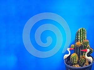 CactusÃÂ background